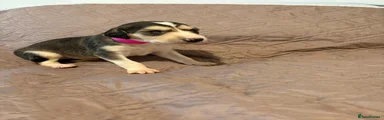 Saluki Puppy 9