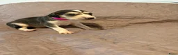 Saluki dogs for sale: Beautiful Saluki pups from champion lines - Advert 1