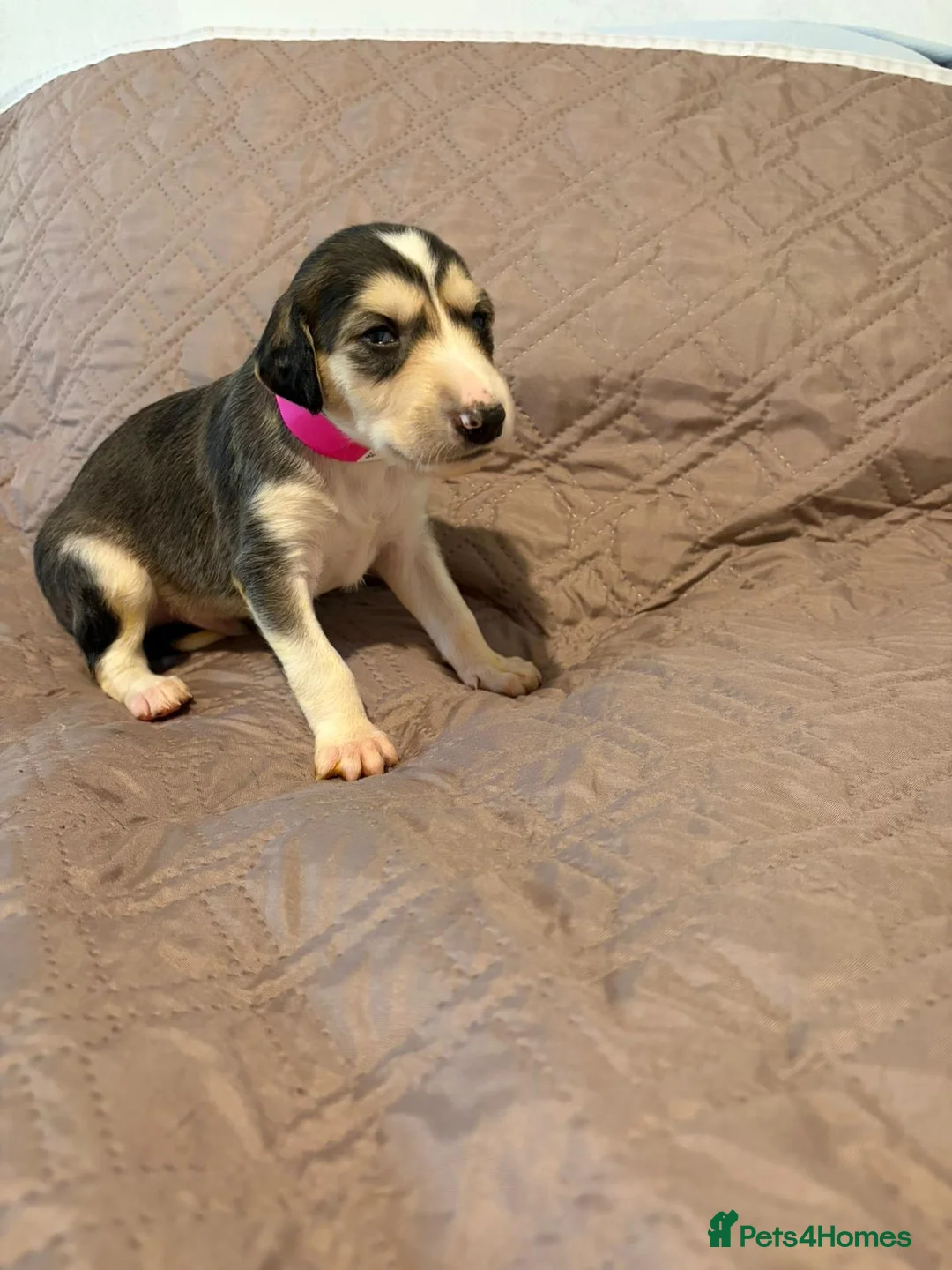 Saluki dogs for sale: Beautiful Saluki pups from champion lines - Advert 1