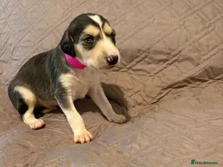 Saluki dogs for sale: Beautiful Saluki pups from champion lines - Advert 1