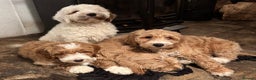 Australian Labradoodle dogs for sale: Australian Labradoodles for Sale - Advert 33