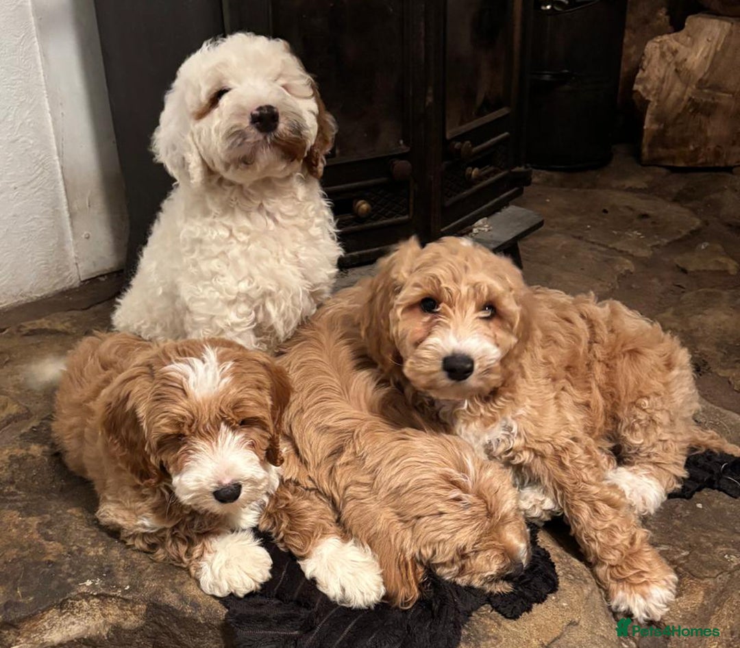 Australian Labradoodle dogs for sale: Australian Labradoodles for Sale - Advert 33