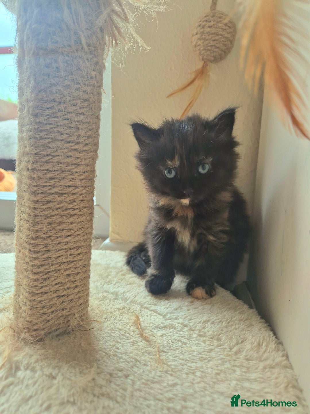 Mixed Breed cats for sale: Super friendly, fluffy kittens! 😻 - Image 25