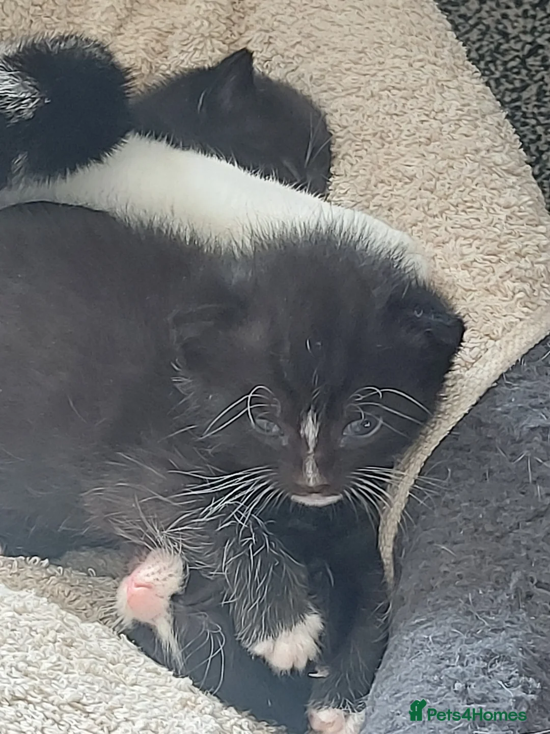 Mixed Breed cats for sale: Adorable Kittens for Sale! - Advert 16