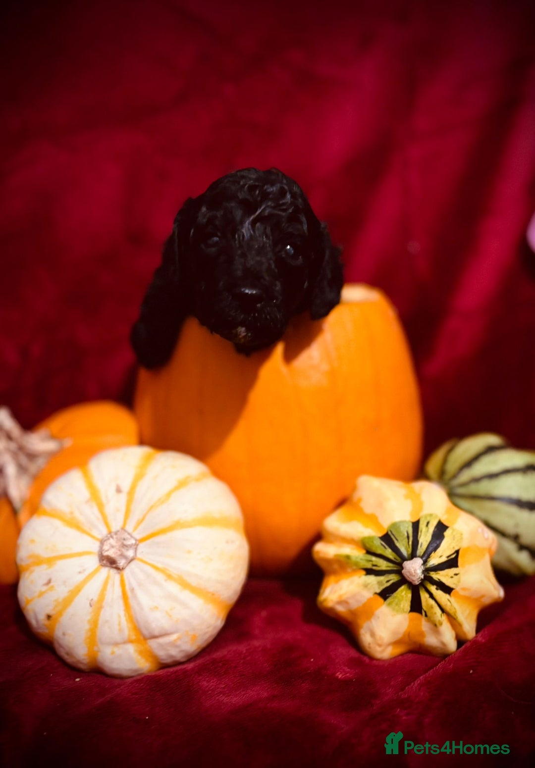 Miniature Poodle dogs for stud: Miniature Poodle Stud  - Image 7