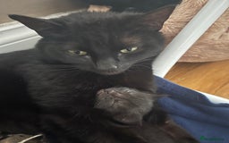 Domestic Shorthair cats for sale: Only one Girl left 🐈‍⬛😿  - Image 9