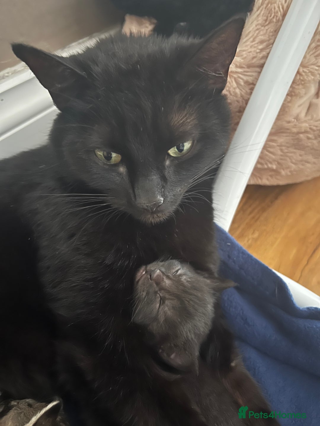 Domestic Shorthair cats for sale: Only one Girl left 🐈‍⬛😿  - Image 9