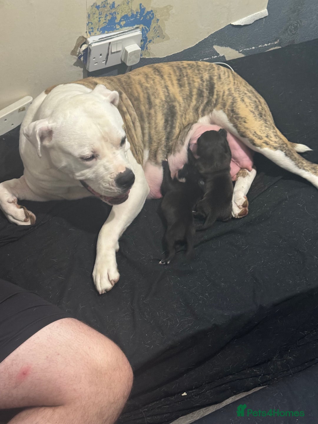 Mixed Breed dogs for sale: American bulldog (not bully) x cocker spaniel  - Image 22