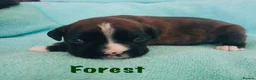 Boxer dogs for sale: Beautiful Boxer Puppies (long tail) in Hove - Advert 11