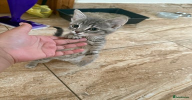 Mixed Breed cats - Advert 3