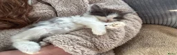 Mixed Breed cats for sale: 2 BLACK AND WHITE MALE DLH READY NOW - Advert 9