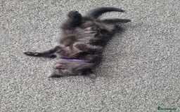 Domestic Shorthair cats for sale: 3 black kittens  - Image 4