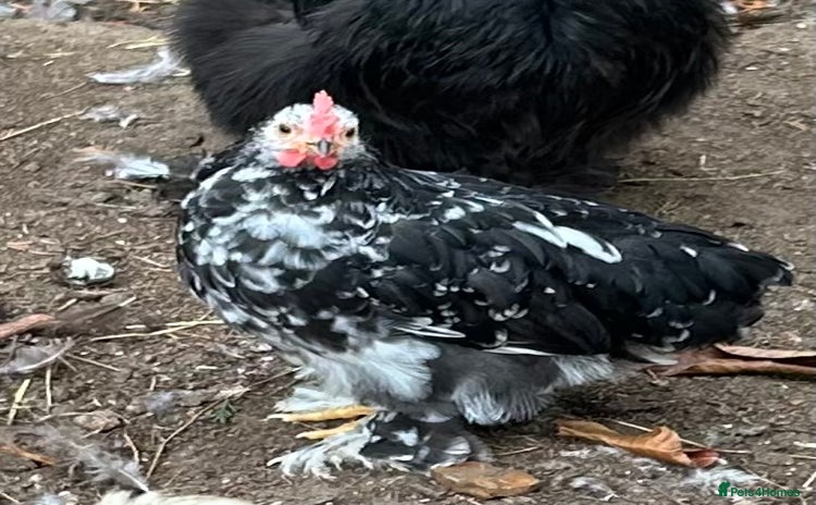 Chickens poultry - Advert 8