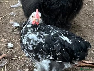Chickens poultry - Advert 17