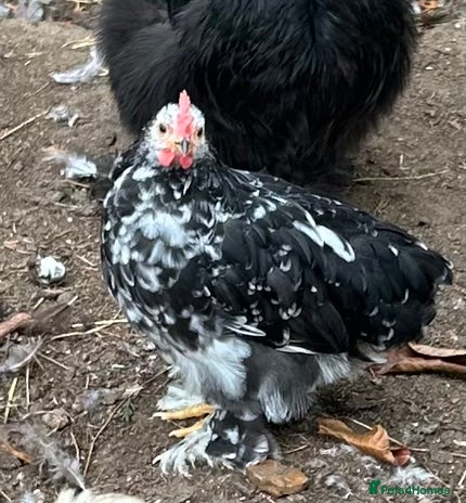 Chickens poultry - Advert 13