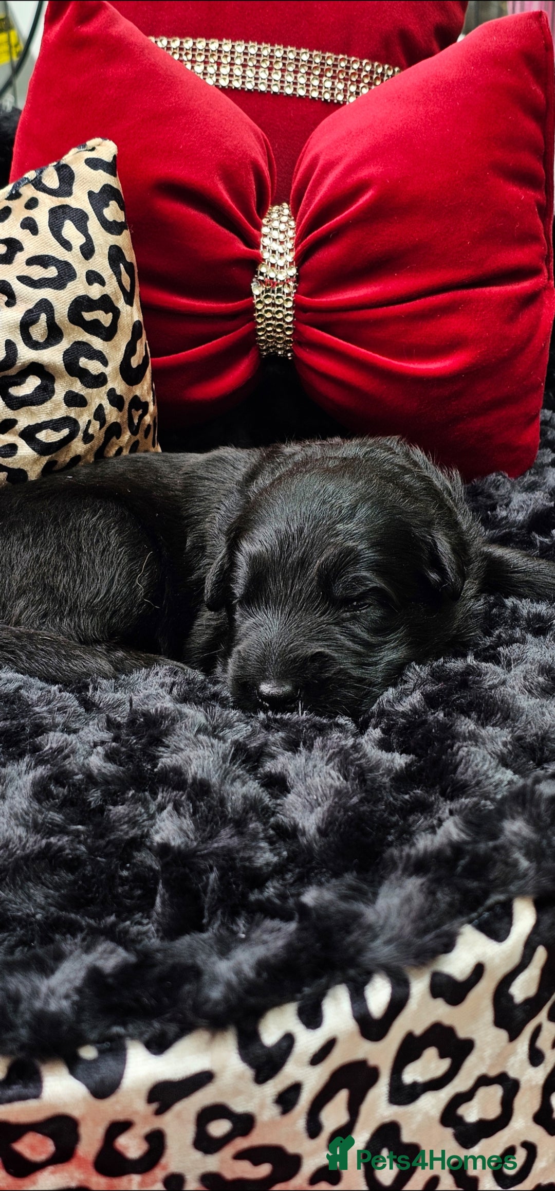 German Shepherd dogs for sale: BOTH PARENTS ARE ALL DNA TESTS CLEAR  - Image 8