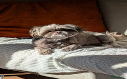 Shih Tzu dogs for sale: 2 Shih Tzu dogs  - Image 4