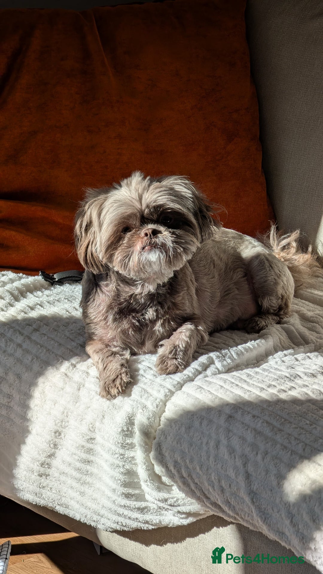 Shih Tzu dogs for sale: 2 Shih Tzu dogs  - Image 4