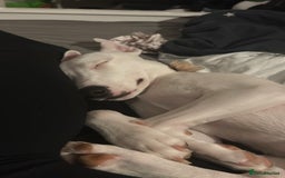 Mixed Breed dogs for sale: Whippet cross staffy  - Advert 2