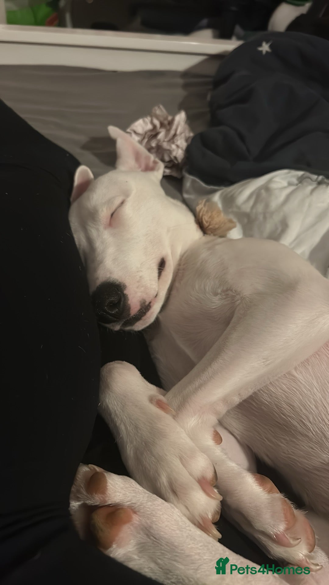 Mixed Breed dogs for sale: Whippet cross staffy  - Advert 2