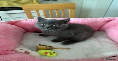 British Shorthair cats - Advert 15