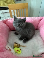 British Shorthair cats - Advert 2