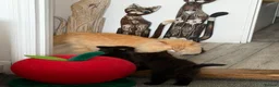 Mixed Breed cats for sale: Kittens for good homes - Advert 19