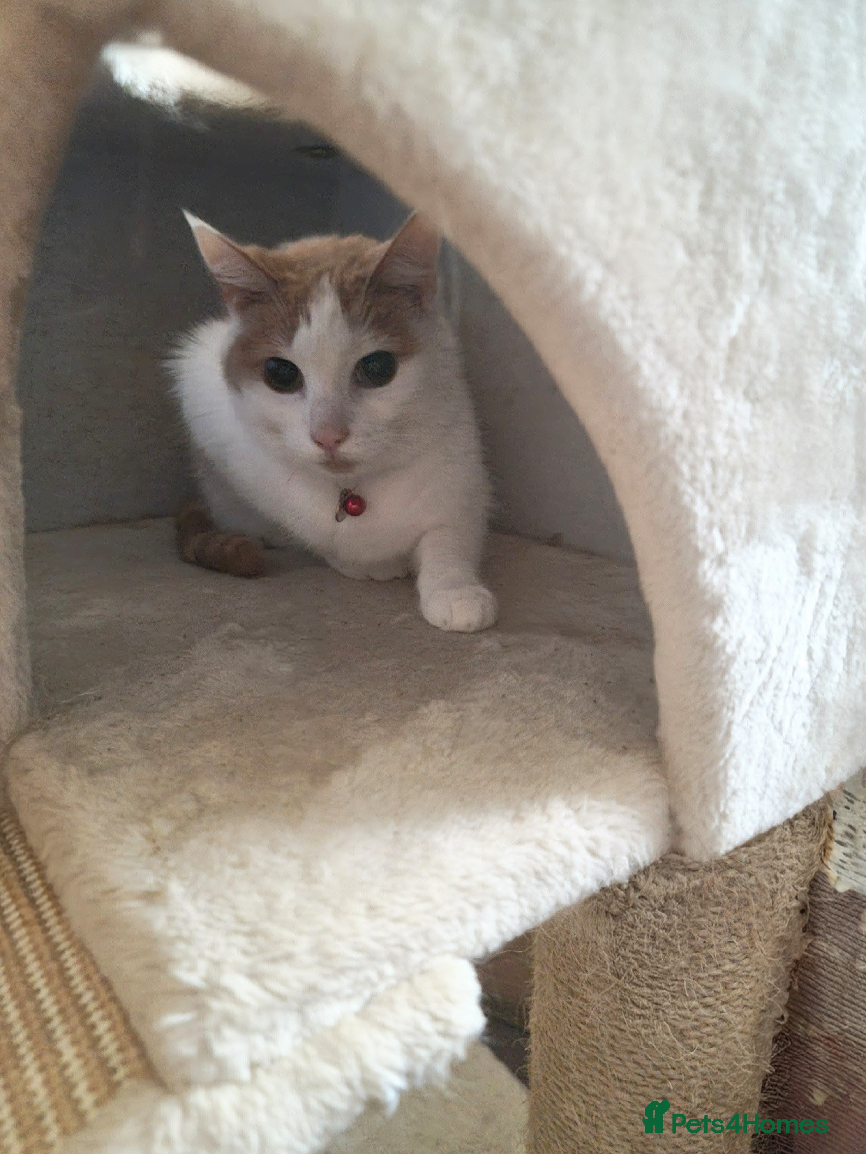 Mixed Breed cats Beautiful boy in Shipston-on-Stour - Advert 2