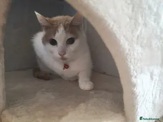 Mixed Breed cats Beautiful boy in Shipston-on-Stour - Advert 3