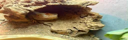 Bearded Dragon reptiles for sale: x2 male beared dragons  in Newcastle - Advert 9