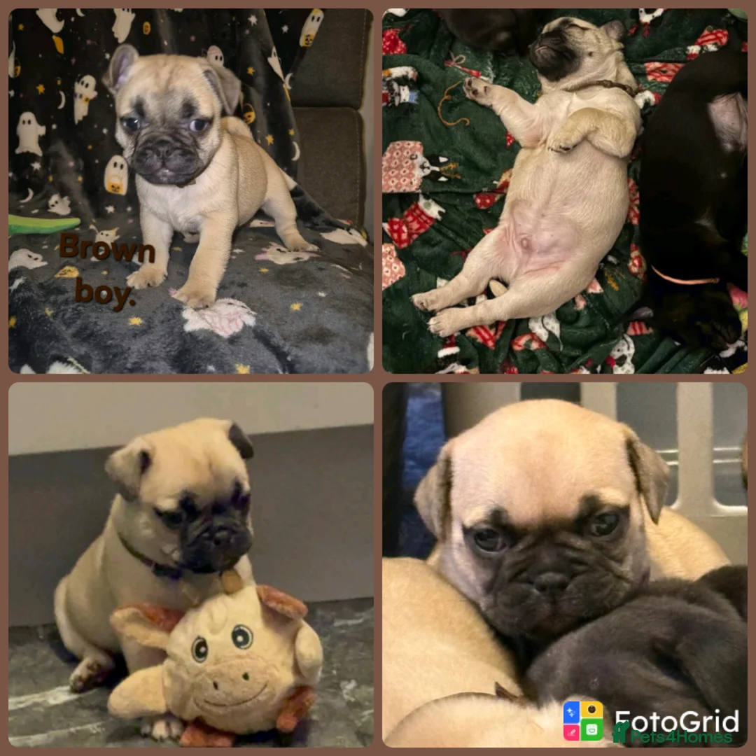 Frug dogs for sale: Beautiful frug puppies (5girls & 4boys) - Advert 2