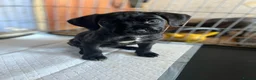Mixed Breed dogs for sale: 4 female Cane corso puppies left for sale - Advert 5