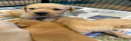 Goldador dogs for sale: Labrador X Retriever puppies   - Advert 7