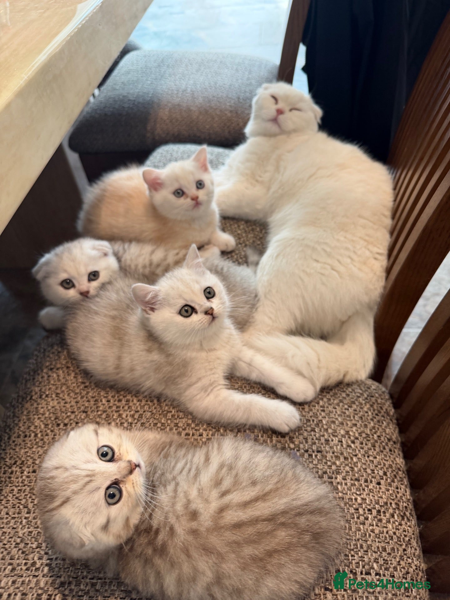 Mixed Breed cats Kittens for sale - Advert 1