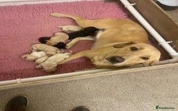 Labrador Retriever dogs for sale: Health tested Working Labradors. - Image 4