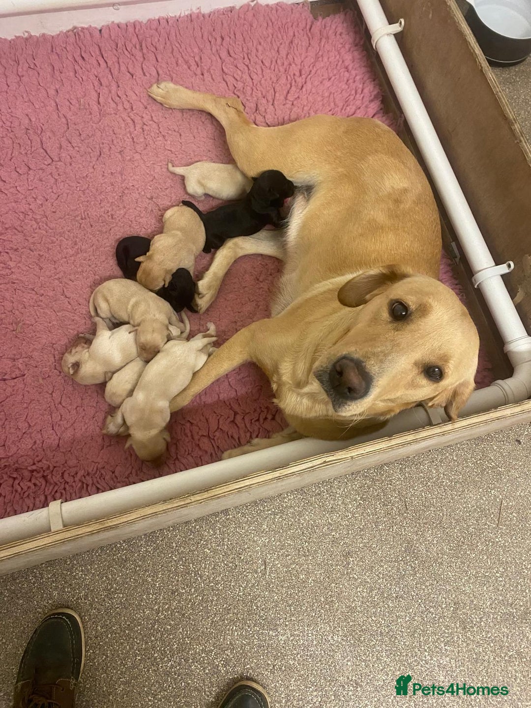 Labrador Retriever dogs for sale: Health tested Working Labradors. - Image 4
