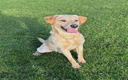 Labrador Retriever dogs for sale: Brockwell Gundogs  - Image 4