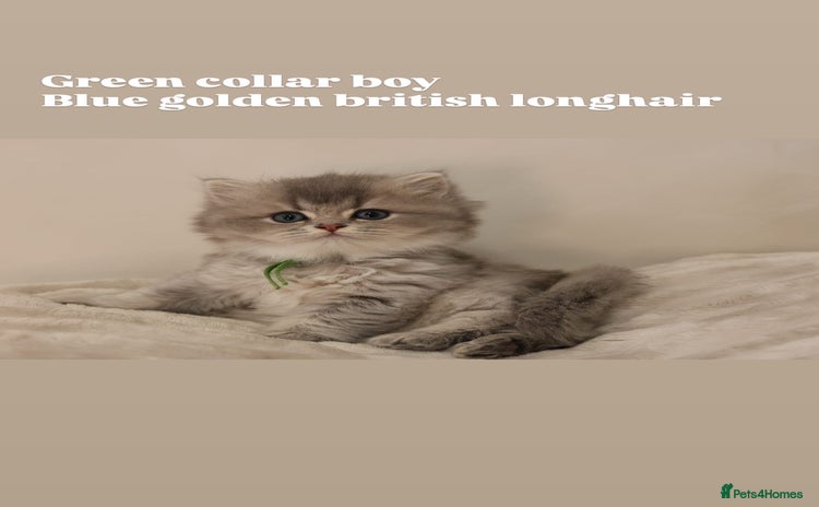 British Shorthair cats - Advert 14