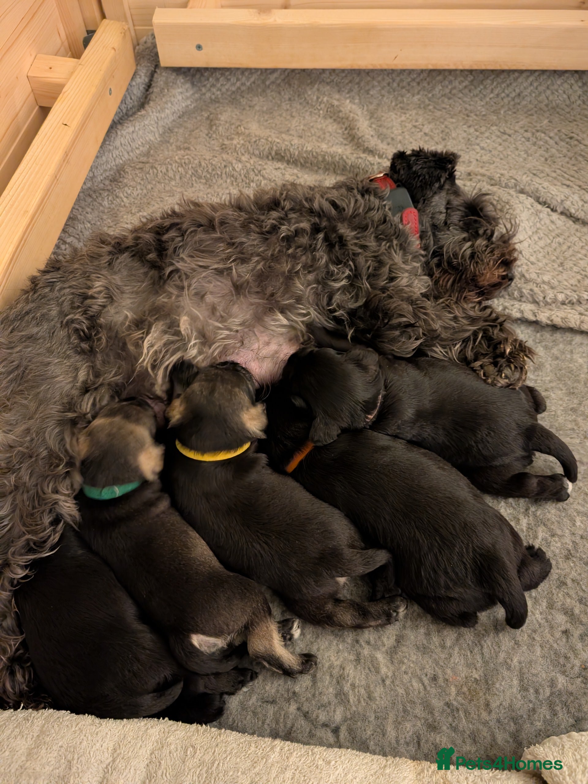 Miniature Schnauzer dogs Beautiful Miniature schnauzers - Advert 1