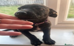 Mixed Breed dogs for sale: Staffy x Belgian Malinos  - Image 34