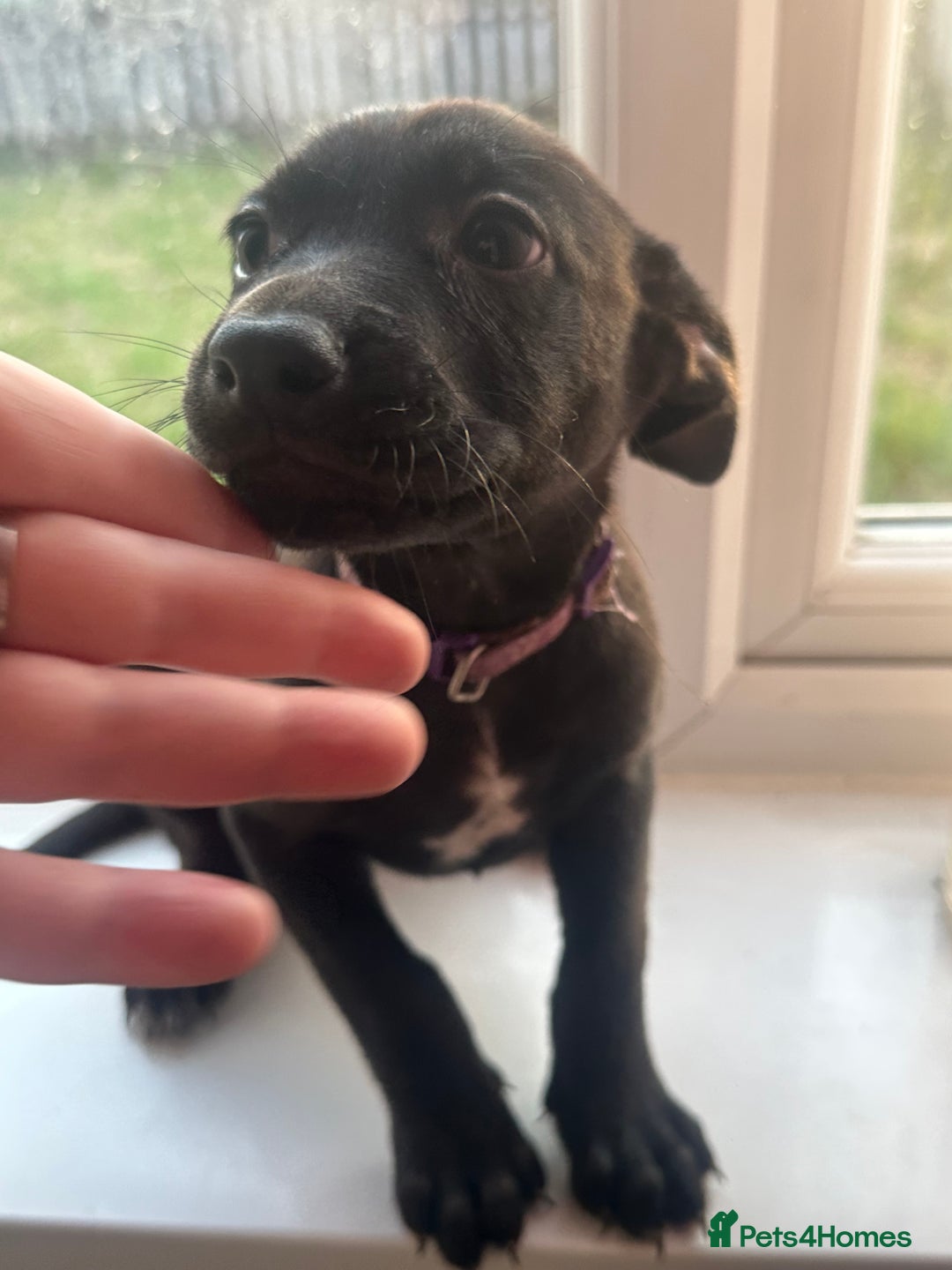 Mixed Breed dogs for sale: Staffy x Belgian Malinos  - Image 34