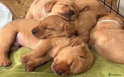 Labrador Retriever dogs for sale: Gorgeous Red Labrador Pups - Image 6