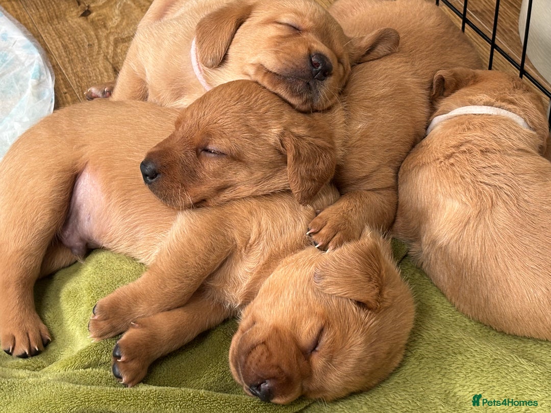 Labrador Retriever dogs for sale: Gorgeous Red Labrador Pups - Image 6