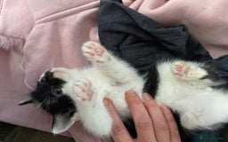 Mixed Breed cats for sale: 4 beautiful boy kittens  - Image 15