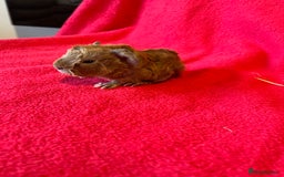 Guinea Pig rodents for sale: Mixed guinea pigs for sale  - Image 9