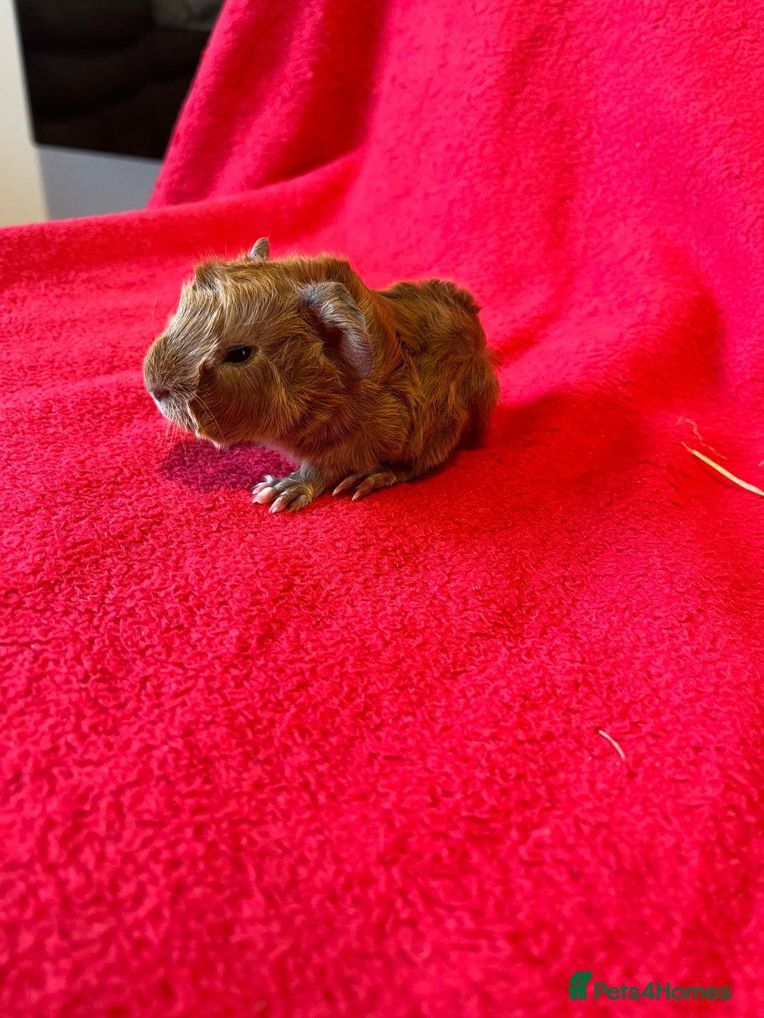 Guinea Pig rodents for sale: Mixed guinea pigs for sale  - Image 9