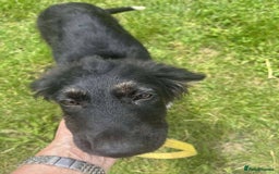 Mixed Breed dogs for adoption: Meet Merlin, currently residing in Essex  - Image 5