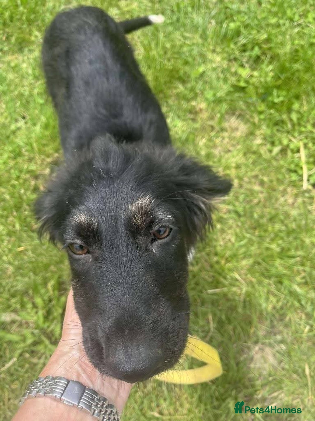 Mixed Breed dogs for adoption: Meet Merlin, currently residing in Essex  - Image 5