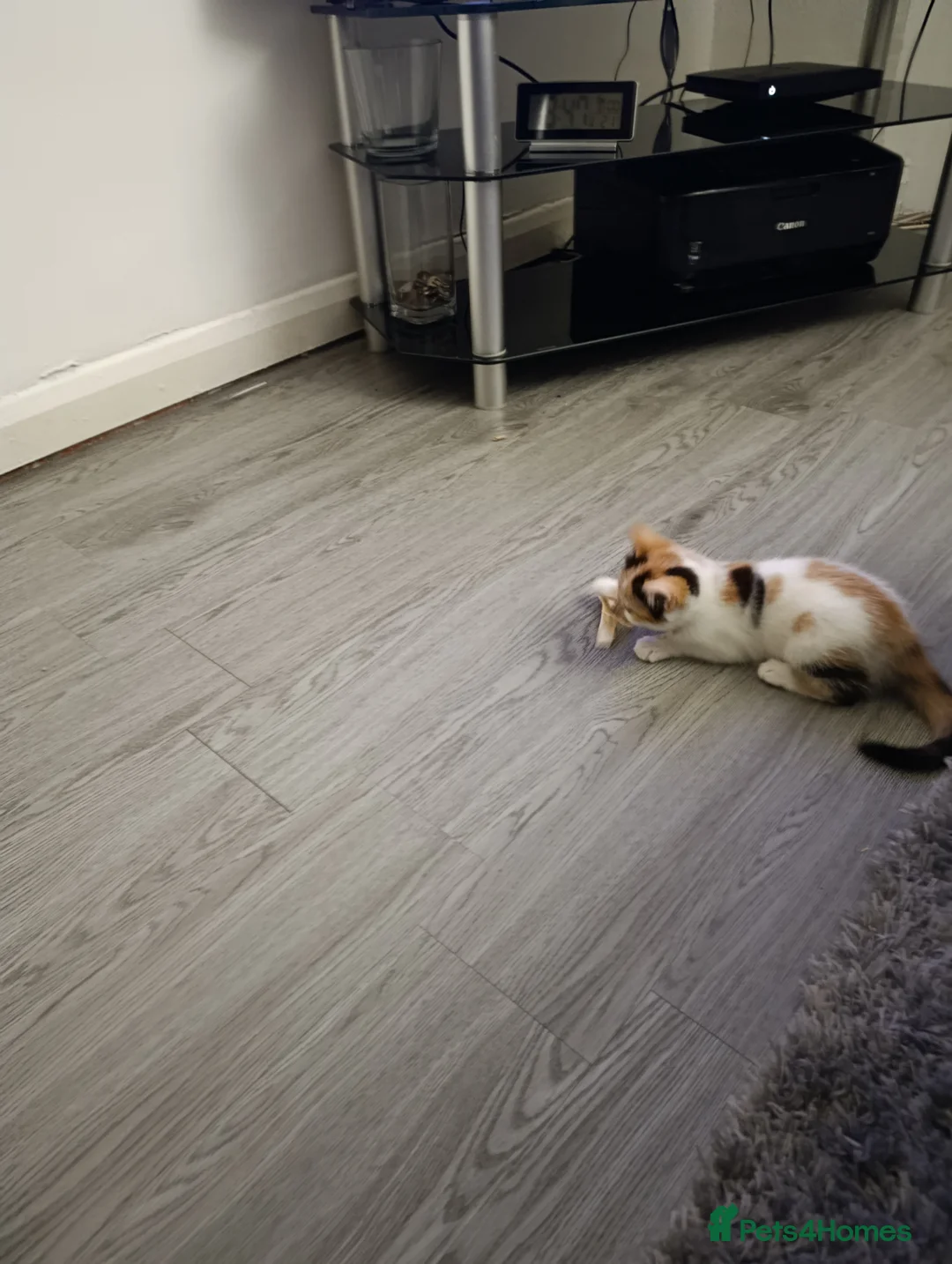 Mixed Breed cats for sale: Mini covs :D - Advert 13