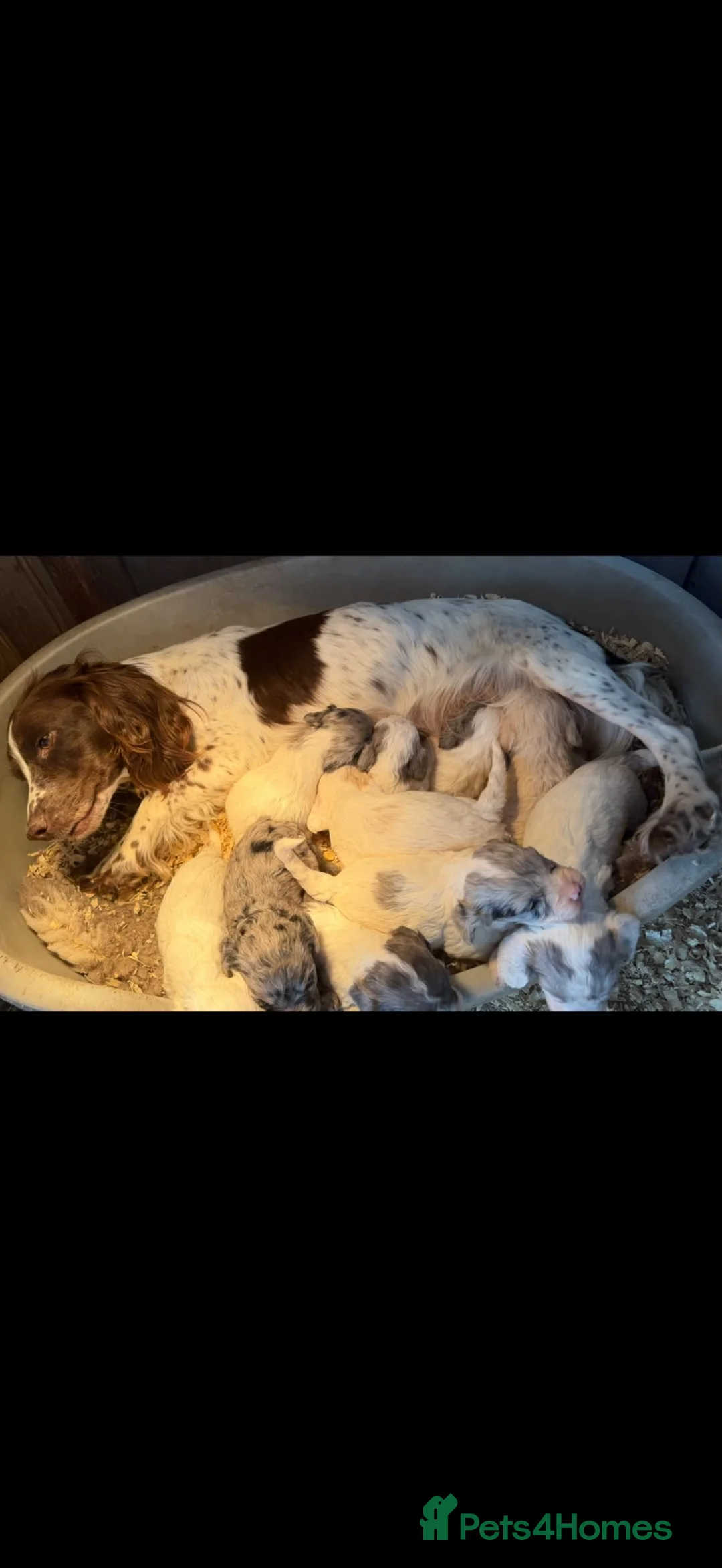 Cockapoo dogs for sale: 10 beautiful cockapoos in Wickford - Advert 2